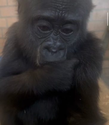 Segundo especialistas, introduzir um gorila dessa forma é extremamente arriscado, pois, caso não seja bem aceito, o primata adulto pode simplesmente matá-lo. É um comportamento comum entre os macacos.