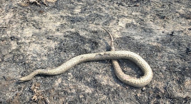 Segundo o secretário de Meio Ambiente, Desenvolvimento Econômico, Produção e Agricultura Familiar, Jaime Verruck, a maioria das queimadas não ocorre por causas naturais, mas intencionais, feitas por fazendeiros ou populações indígenas