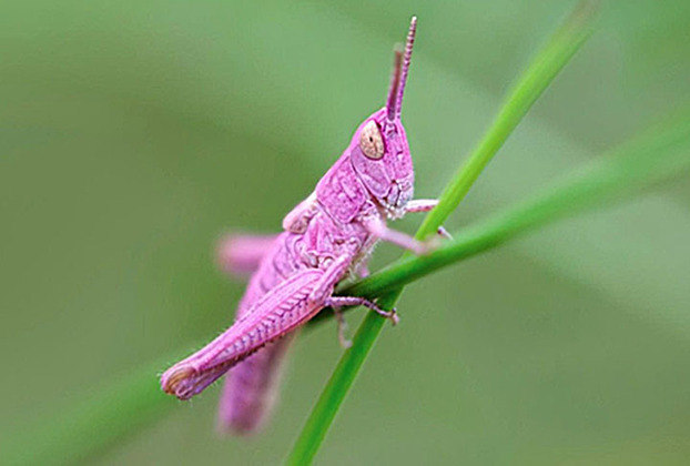 Segundo o site ‘Green Me’,  especializado em meio ambiente e saúde, a proporção é de um gafanhoto rosa para cada 500 verdes dessa espécie, que integra a família Tettigoniidae.