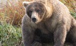 Inicialmente era a Terça-feira do Urso Gordo, um dia em que os funcionários do parque imprimiram fotos de alguns dos mais de 2.000 residentes do parque