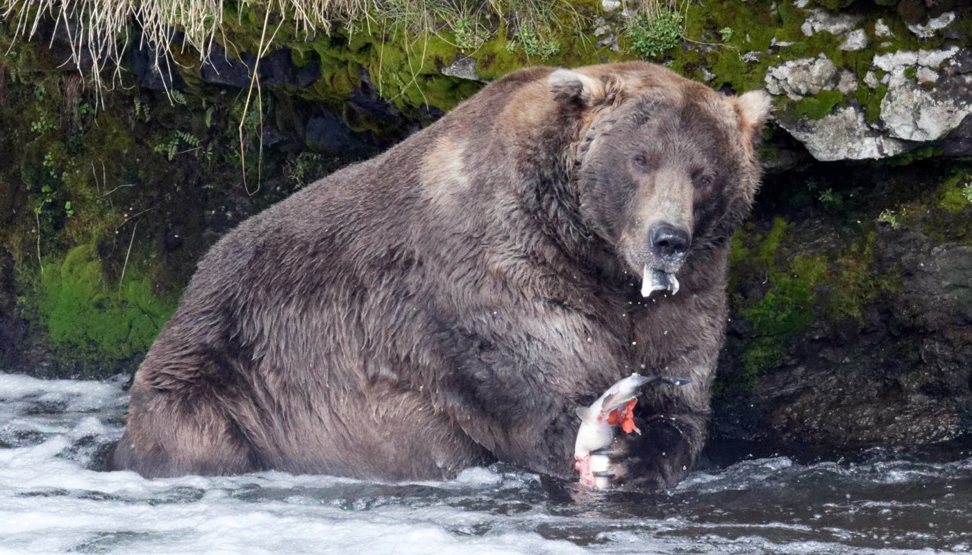 Semana do Urso Gordo a tradição engraçada usada para conscientizar