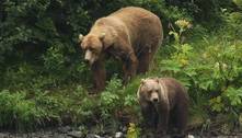 Doença misteriosa faz com que ursos percam o medo de humanos 