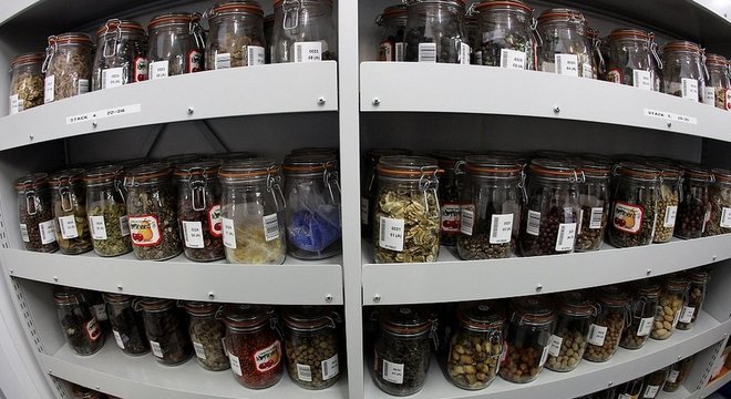 Quer preservar plantas para o futuro? Você poderia enterrar sementes no permafrost... ou entregá-las ao Millennium Seed Bank, no Reino Unido, que detém 10% das espécies de plantas selvagens do mundo