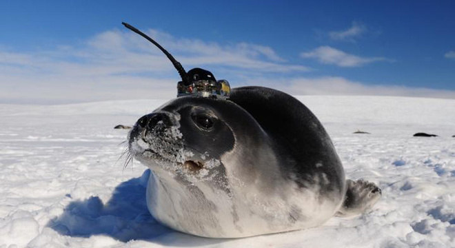 Cientistas usaram vários tipos de instrumentos para resolver o mistério, até colocaram sensores em animais