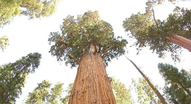 Sequoia gigante - A história da maior árvore do mundo