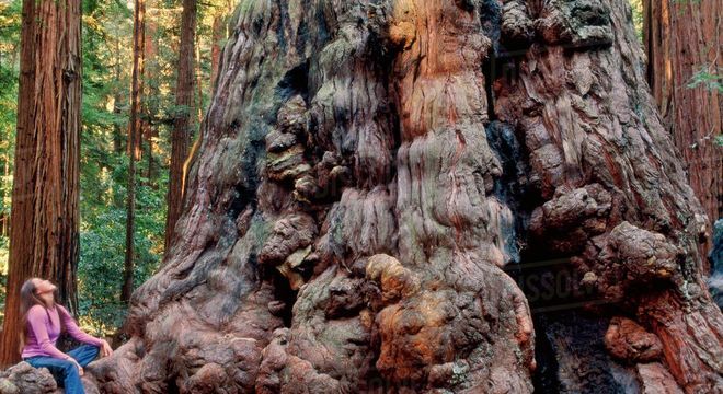 Sequoia gigante - A história da maior árvore do mundo