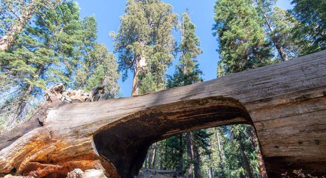 Sequoia gigante - A história da maior árvore do mundo