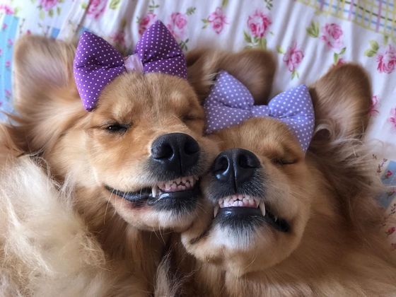Serena e Donatella são as cachorras que fazem sucesso na web