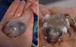 Diversos seres marinhos nunca antes vistos foram descobertos recentemente nas profundezas do Oceano Antártico