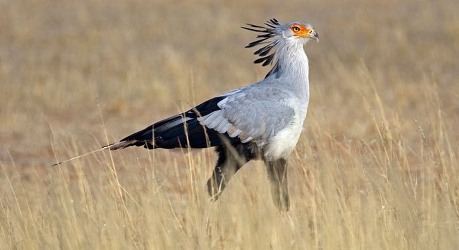 Serpentário desfila em meio ao capim alto do deserto de Kalahari, na África