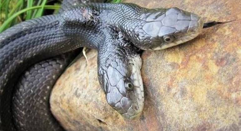 Serpente de duas cabeças foi encontrada no quintal de casa em Delta, no Missouri (EUA)