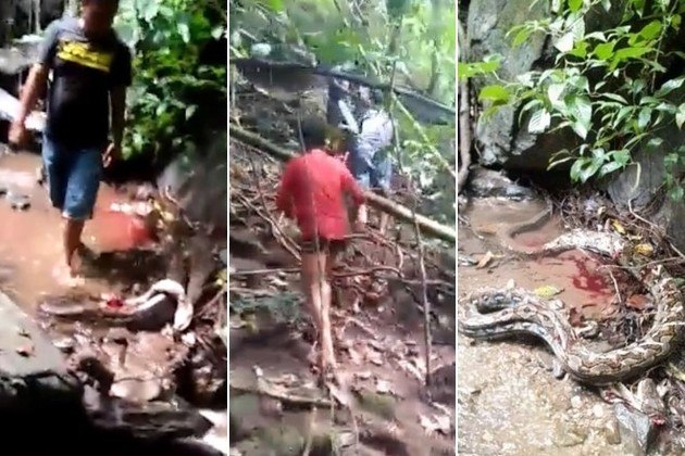Cafofo' das sucuris: jovem descobre toca de serpente gigante em MS
