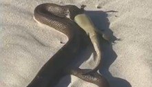 Serpente confunde banhistas ao devorar lagarto: 'Achei que era lixo'