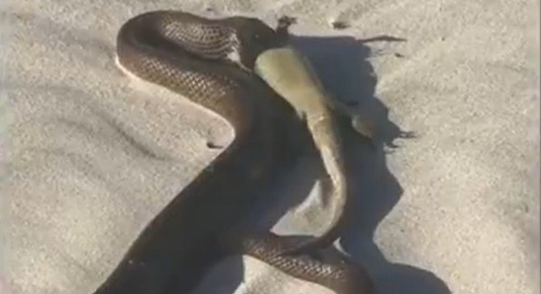 Serpente altamente venenosa confundiu banhistas ao devorar lagarto em praia na Austrália