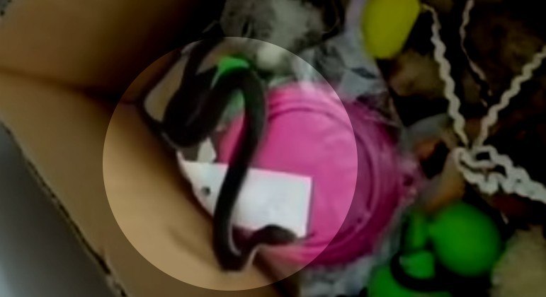 Serpente mais mortal da Austrália foi removida de caixa de brinquedos