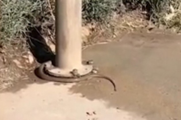 E é responsável pela maioria das mortes provocadas por picadas de serpentes na AustráliaPor falar em cobra-marrom-oriental, uma delas foi capturada com o TRIPLO do peso registrado em adultos da espécie. Confira a seguir!