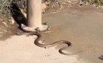 A cobra-marrom-oriental pode crescer até 2,5 m de comprimentoVale o clique: Noiva cancela casamento ao descobrir que dama de honra também era amante