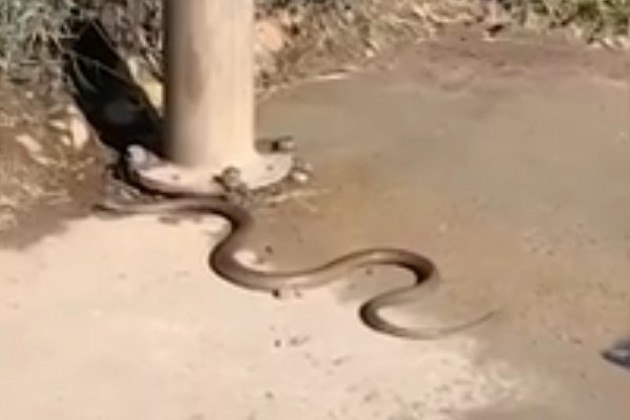 A cobra-marrom-oriental pode crescer até 2,5 m de comprimentoVale o clique: Noiva cancela casamento ao descobrir que dama de honra também era amante