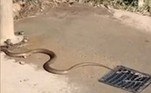'Até agora iludiu todos os apanhadores de cobras'