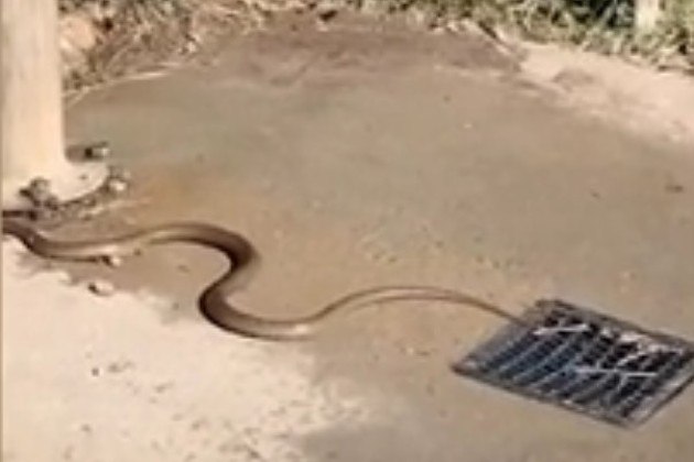 'Até agora iludiu todos os apanhadores de cobras'