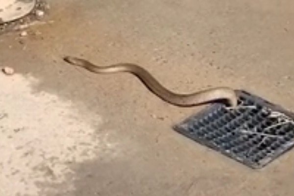 Serpente mais mortal da Austrália é encontrada no quarto de