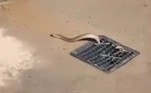 No comentários da postagem, uma internauta contou que a serpente altamente venenosa vive no local há no mínimo dois anosBombou no HORA 7! Teia de aranha 'maior do que prato' assusta biólogo que a achou em floresta