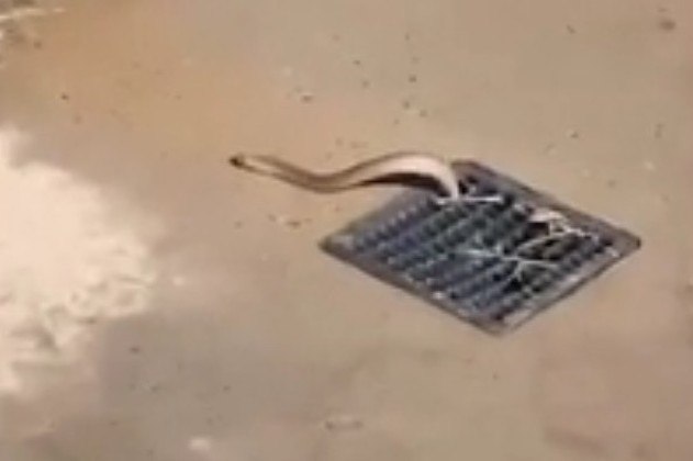 No comentários da postagem, uma internauta contou que a serpente altamente venenosa vive no local há no mínimo dois anosBombou no HORA 7! Teia de aranha 'maior do que prato' assusta biólogo que a achou em floresta