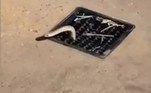 O registro é de autoria de uma mulher identificada apenas como Nicole e foi compartilhado na página do Facebook Snake Catchers Adelaide