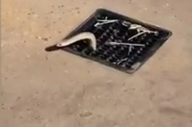 O registro é de autoria de uma mulher identificada apenas como Nicole e foi compartilhado na página do Facebook Snake Catchers Adelaide