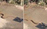 Uma cobra-marrom-oriental, considerada a serpente mais mortal da Austrália, foi flagrada saindo do ralo de uma rua movimentada, próxima a uma praia ao sul de Adelaide