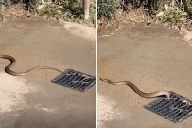 Uma cobra-marrom-oriental, considerada a serpente mais mortal da Austrália, foi flagrada saindo do ralo de uma rua movimentada, próxima a uma praia ao sul de Adelaide