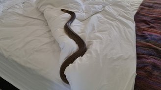 Serpente mortal é flagrada sobre cama, durante descanso (Reprodução/Facebook/Zachery's Snake and Reptile Relocation)