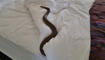 Serpente mortal é flagrada sobre cama, durante descanso (Reprodução/Facebook/Zachery's Snake and Reptile Relocation)