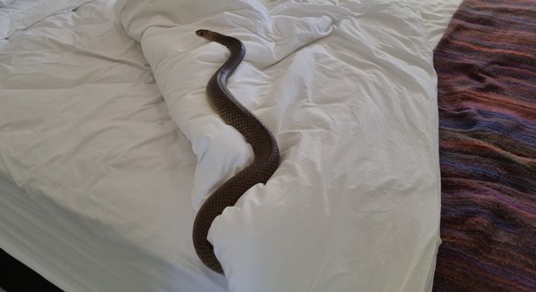 Serpente mortal foi flagrada sobre cama, em casa na Austrália