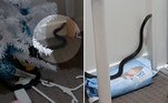 Um indivíduo da espécie de serpente mais venenosa da Austrália foi flagrado em um quarto de criança, na cidade de Ipswich