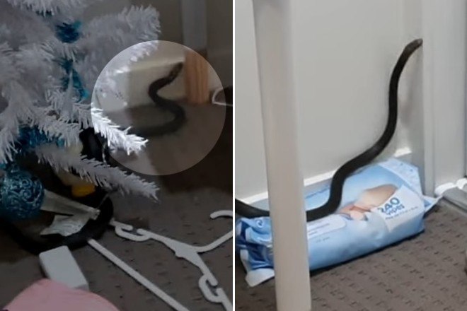 Cobra é encontrada dentro de armário de criança na Austrália, Biodiversidade