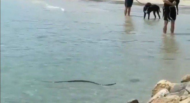 Serpente altamente venenosa nadou próxima a banhistas em praia australiana