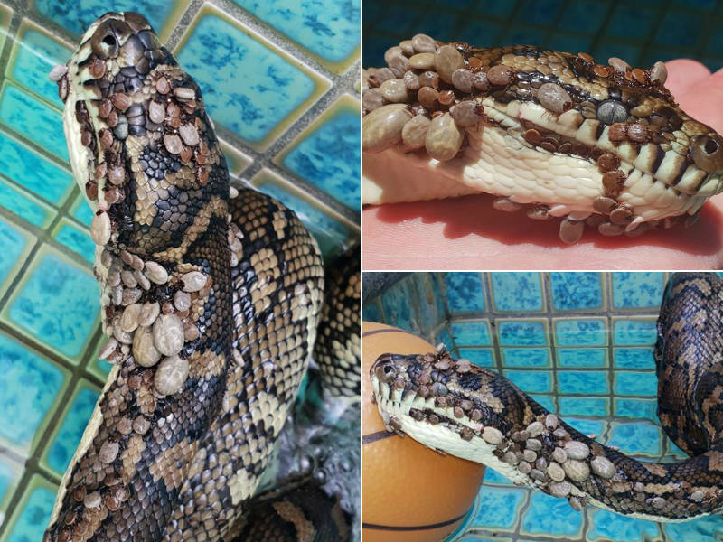 Moradora encontra cobra dentro de piscina vazia após cães latirem