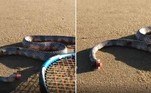 Uma serpente marinha sem cabeça foi flagrada em plena atividade em uma praia australiana. ATENÇÃO: IMAGENS FORTES A SEGUIR!