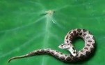 Apesar da condição rara, o fato da serpente ser altamente peçonhenta é o que mais chamou a atenção dos internautasLeia mais! Serpente mais mortal da Austrália salta de ralo em rua movimentada