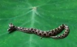 De acordo com Susanta, trata-se de uma víbora-de-russell (Daboia russelii), considerada uma das serpentes mais mortais do planeta