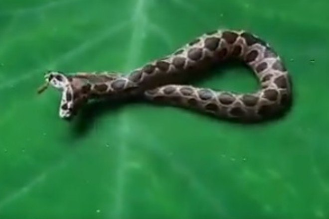 Serpente de duas cabeças contraria expectativa de morte iminente