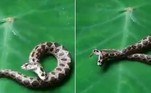 Uma serpente supervenenosa com duas cabeças foi resgatada em uma localidade não especificada do estado de Maharashtra, na Índia