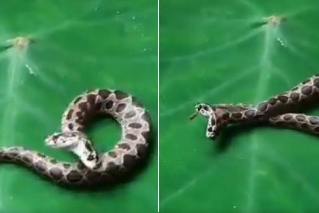 Após meses desaparecida, serpente Píton de mais de 4 metros é resgatada no  Texas