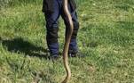Após ter sido capturada, a enorme serpente foi devolvida à natureza em segurançaOutro apanhador australiano emitiu um alerta nas redes após resgatar uma cobra em uma escola: 'Ela estão cada vez maiores.' Entenda a seguir!