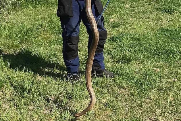 Após ter sido capturada, a enorme serpente foi devolvida à natureza em segurançaOutro apanhador australiano emitiu um alerta nas redes após resgatar uma cobra em uma escola: 'Ela estão cada vez maiores.' Entenda a seguir!
