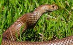 A serpente em questão é a Pseudonaja textilis, também conhecida como cobra-marrom-oriental. Além da Austrália, esse réptil também pode ser encontrada na Nova Guiné
