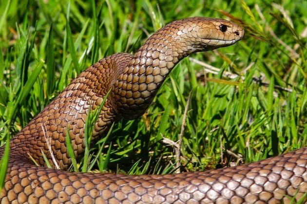 Corpo de Bombeiros resgata serpente mais venenosa no Brasil