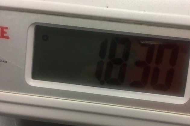 Além de possuir 1,8 m de comprimento, a serpente pesava exatos 1,830 kgVale o clique: Cobra com duas cabeças comove moradora: 'Meu coração se partiu'