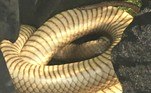 Smith acredita que, apesar da idade avançada dessa cobra-marrom-oriental, ela tenha conseguido predar muitos coelhos e ratos d'água (roedor comum na Austrália) da regiãoLeia mais! Mãe puma persegue aventureiro após ele se aproximar de filhotes